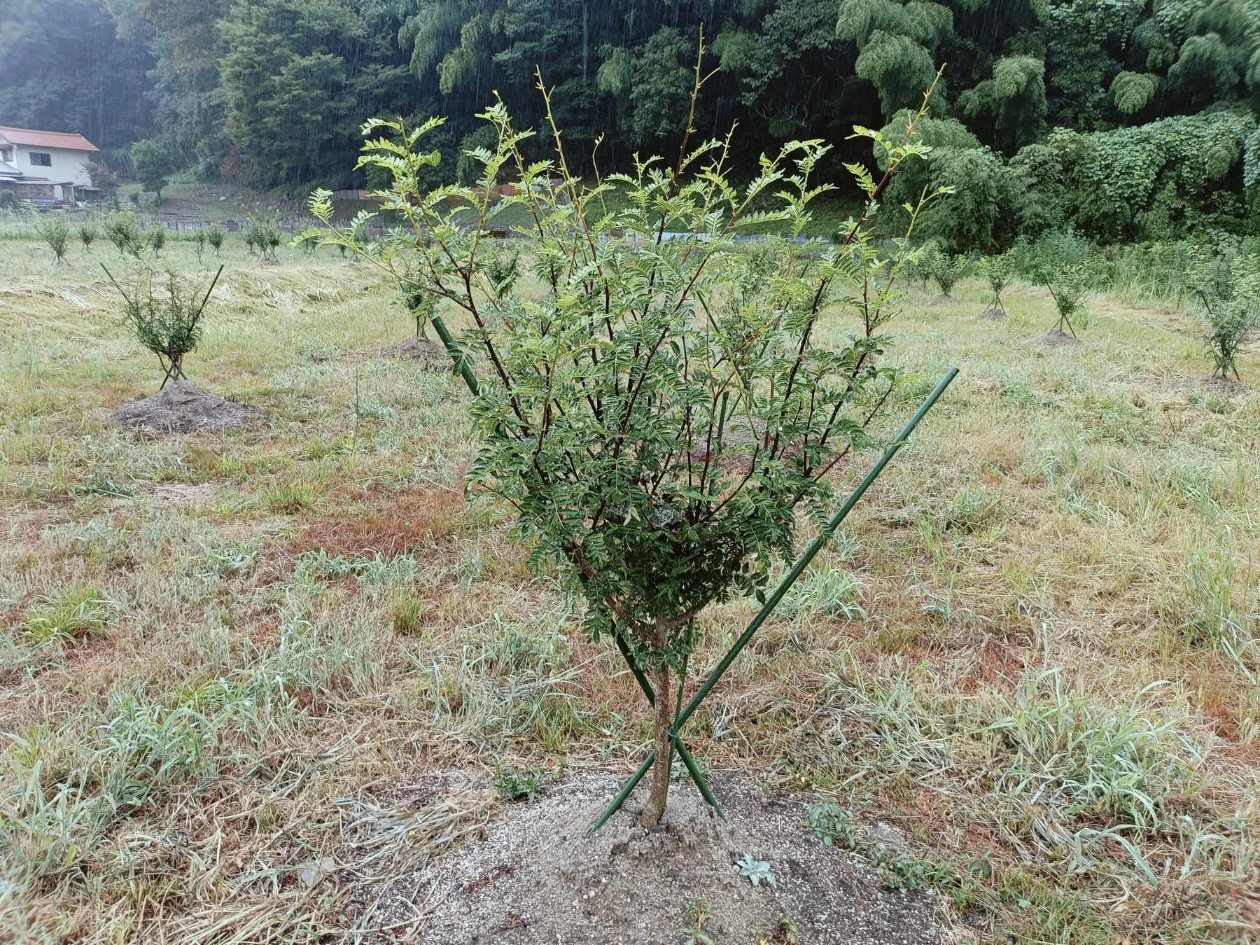 畑に植えられた苗木