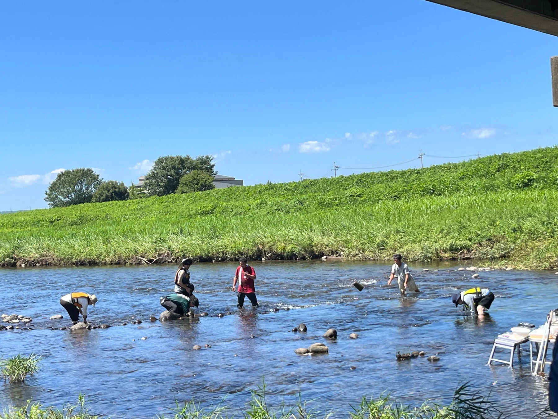 川の生き物の調査