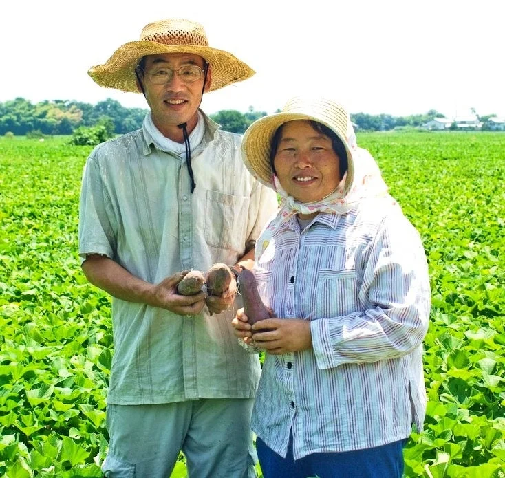 さつまいもを収穫する農家の男女