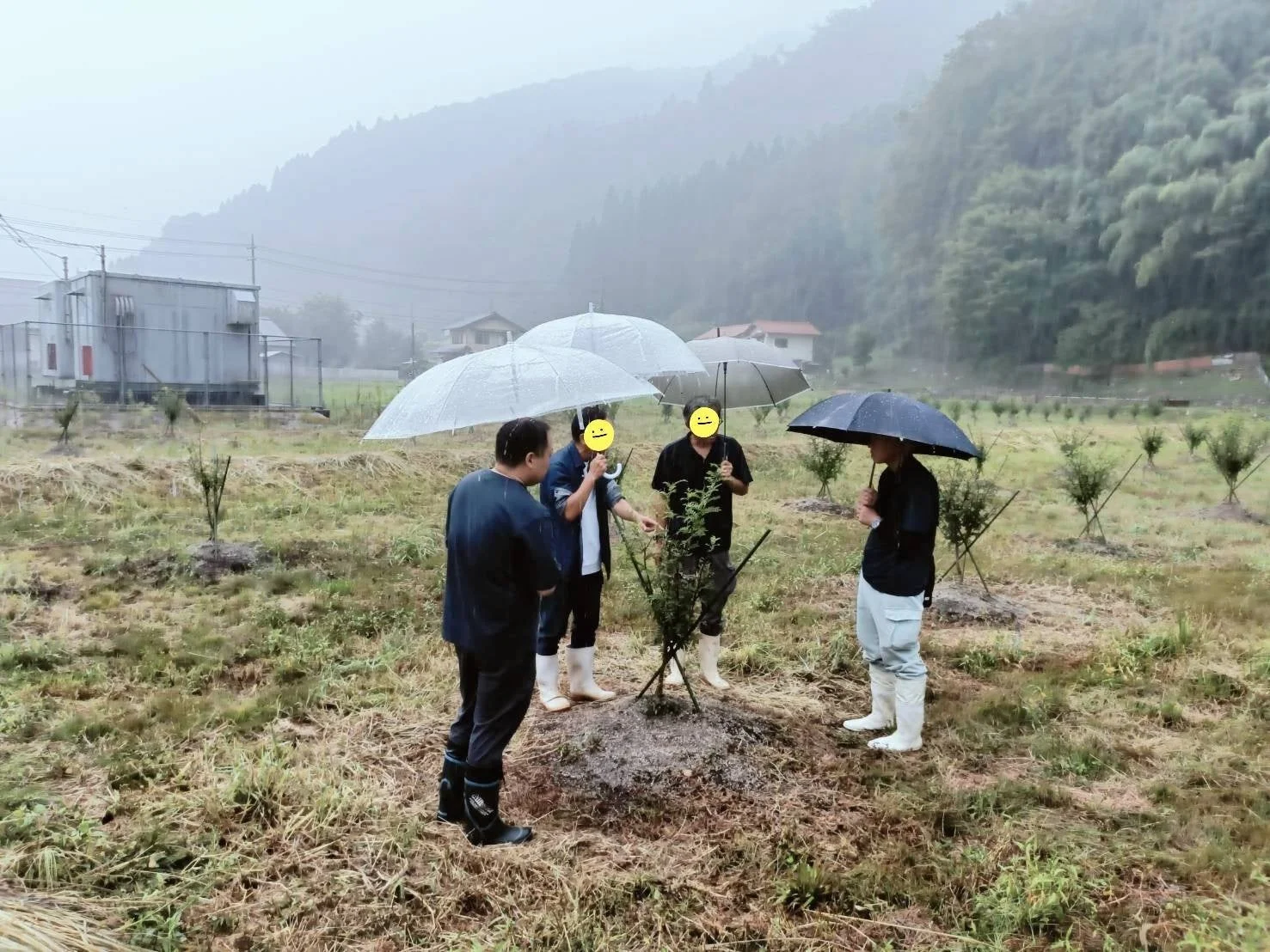 雨の中の植樹作業
